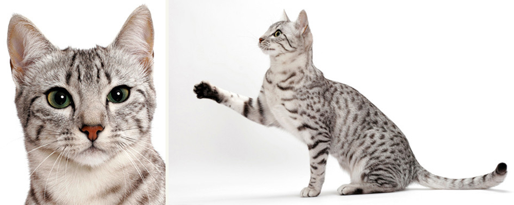 Egyptian-mau