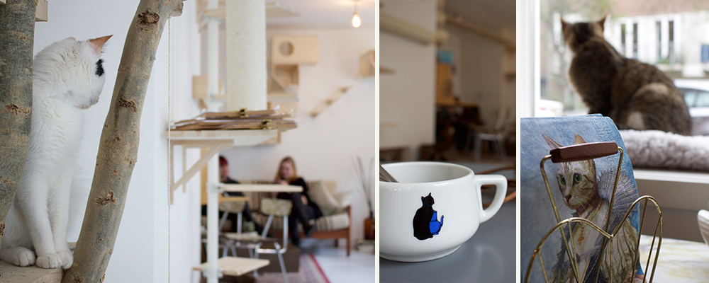 Cat-cafe-kopjes